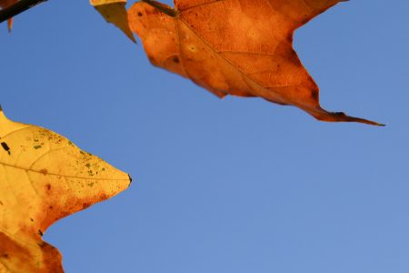Autumn leaves against a bright blue sky