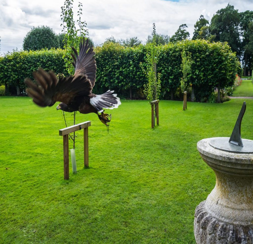A bird of prey take flight during Falconry demonstration at Dunrobin Castle, Sutherland, Scotland, Britain