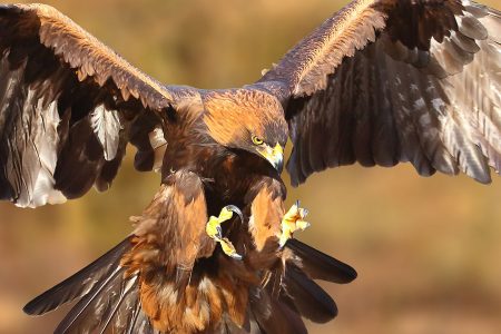 A golden eagle swooping from the sky