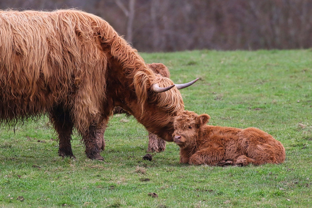 Highland cow and calf in a field
