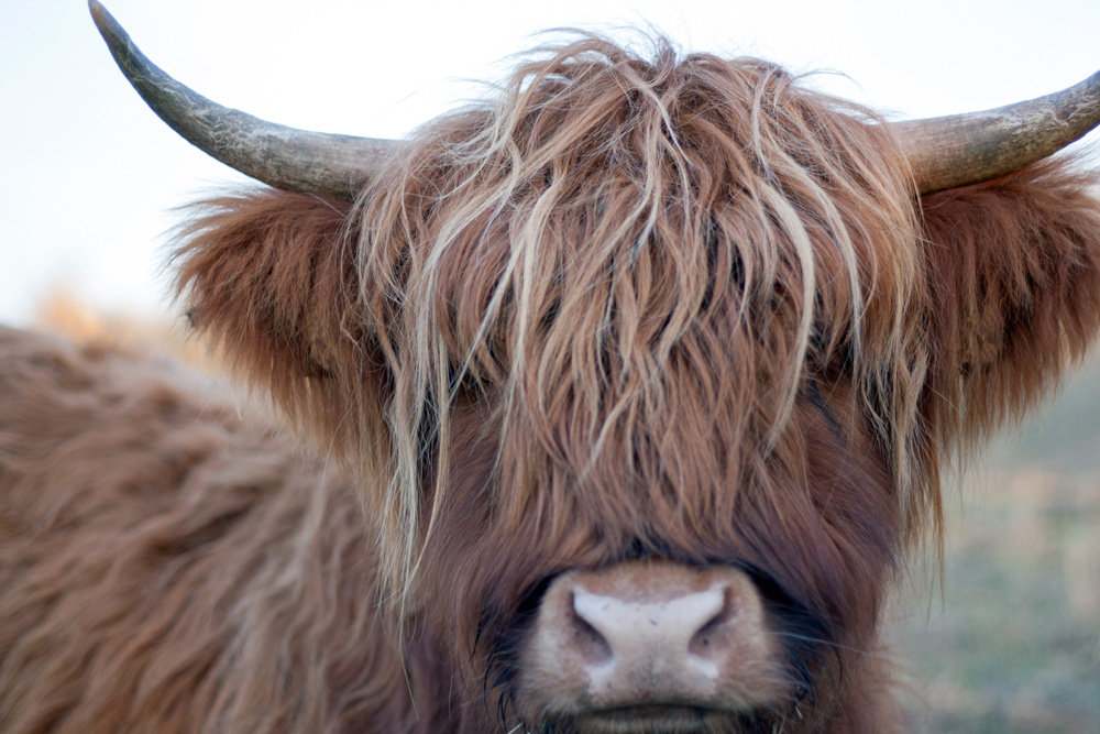 Close up of a Highland cow staring into the camera