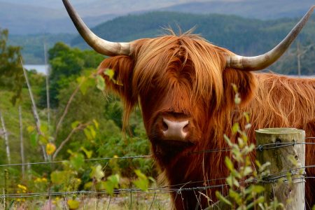 A Highland cow on a sunny day near Inverness