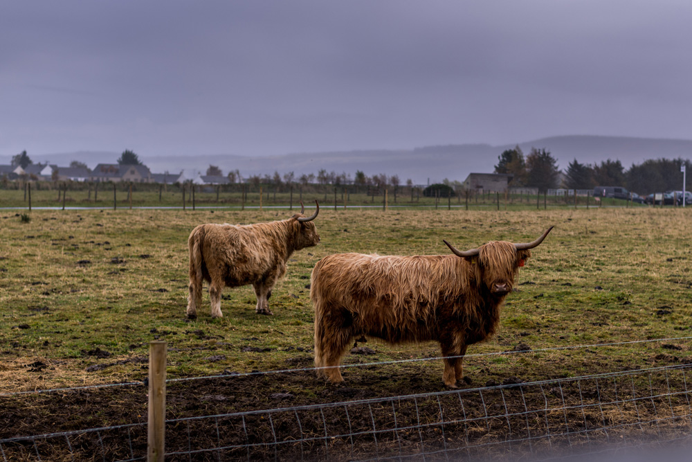 Highland cows on Culloden Battlefield near Inverness