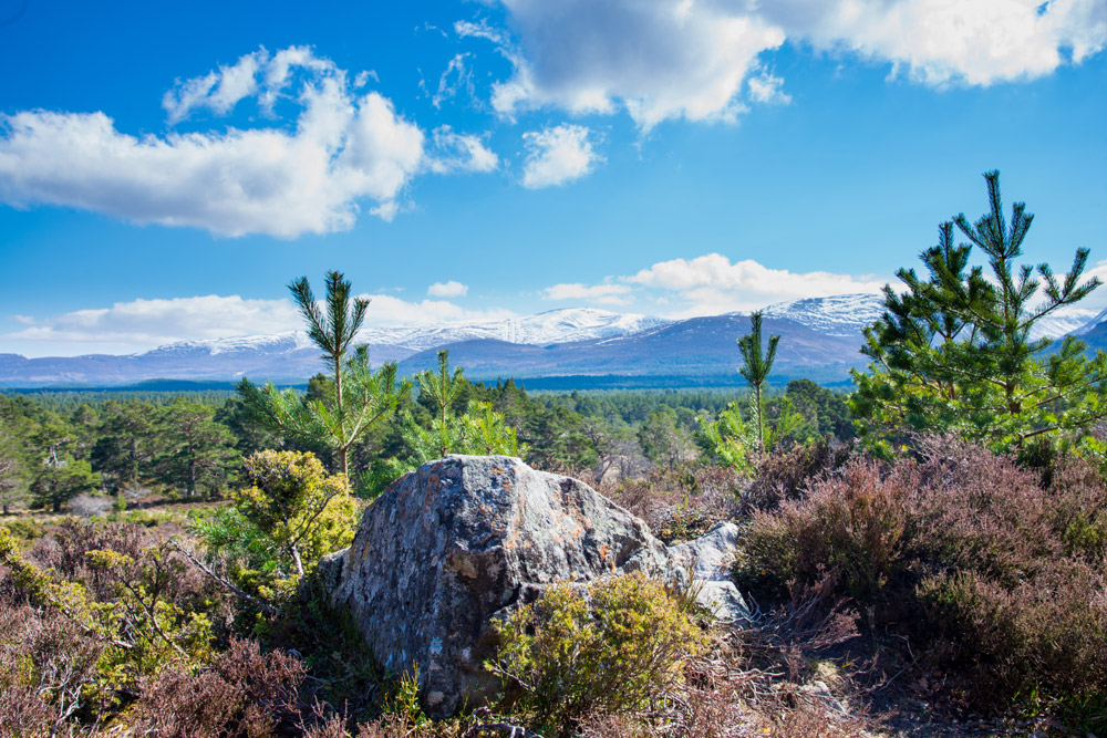 Cairngorm mountains seen from Rothiemurchus Estate near Aviemore