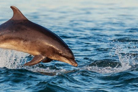 Dolphin leaping out of the waters of the Moray Firth