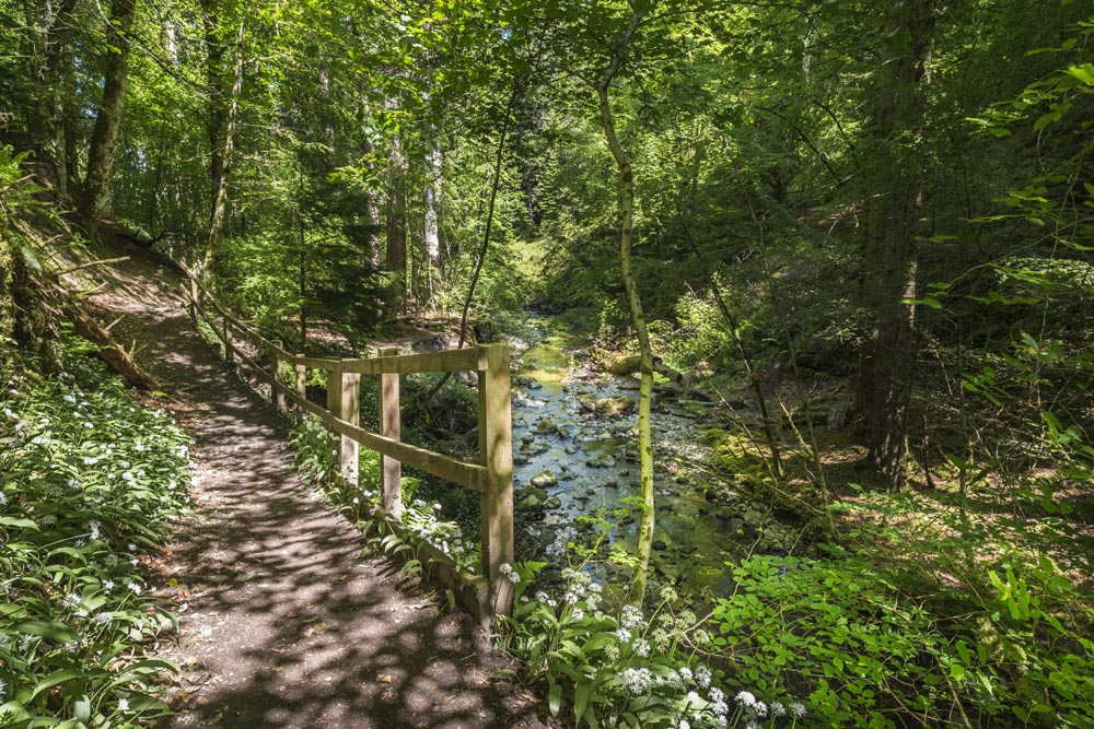 Path by the Moniack Burn at Reelig Glen in Scotland