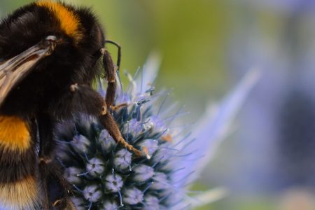 Bee on a thistle in a garden