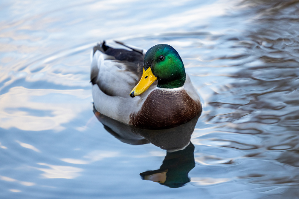 Duck swimming in a pond in the park