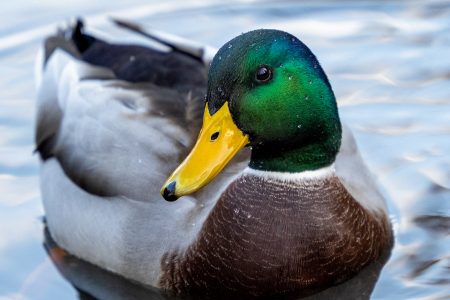 Duck swimming in a pond in the park