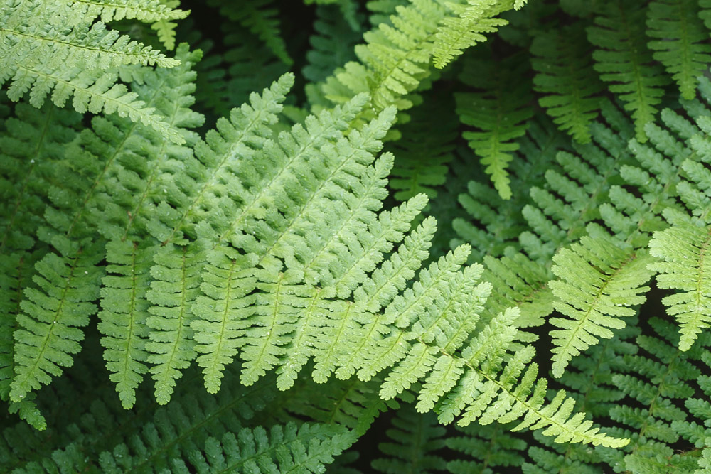 Green fern leaves