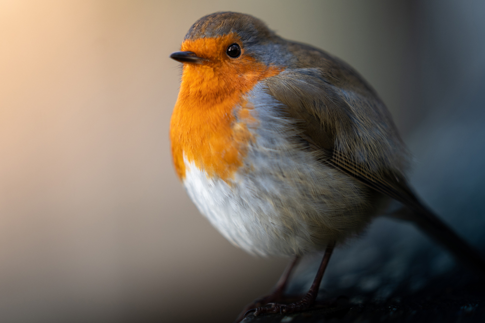 Close up of a robin perched on a branch