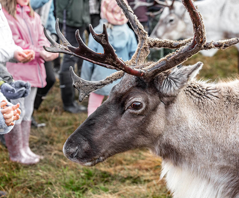 A free range reindeer in the Cairngorm National Park