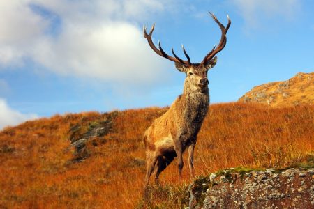 A stag stands on the hills in the autumn sunshine