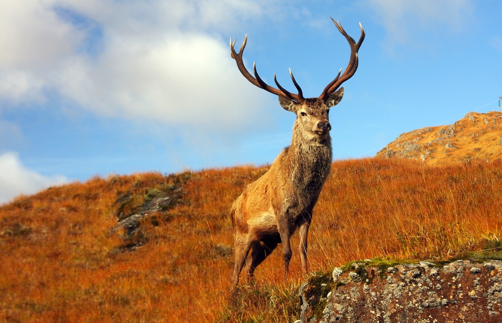 A stag stands on the hills in the autumn sunshine