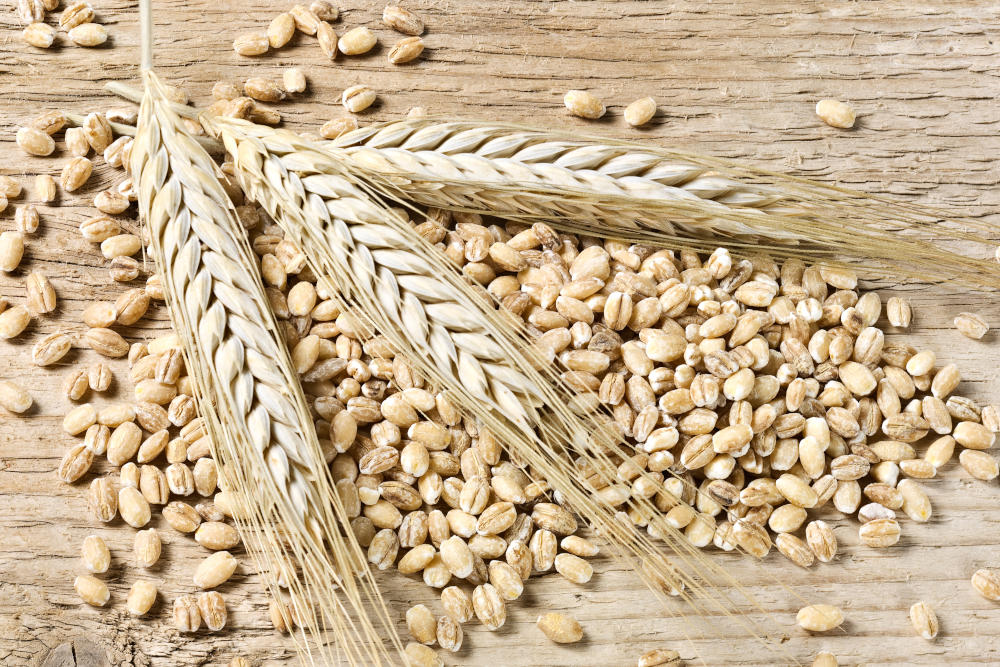 Barley, ears and grain