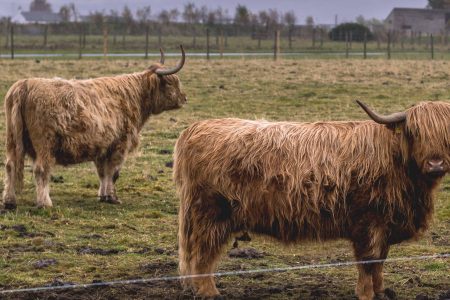 Highland cows grazing at Culloden Battlefield