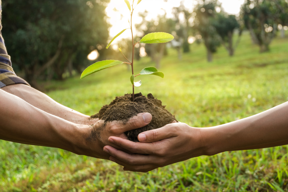 A couple planting a tree together