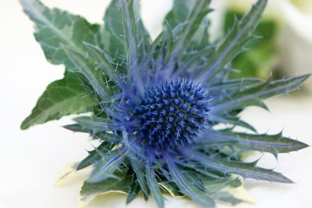 Thistle as part of Scottish wedding decorations