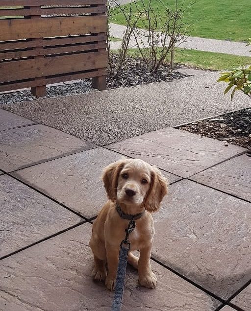 A puppy dog looks at the camera on a patio at Kingsmills Hotel, a dog friendly hotel Inverness.