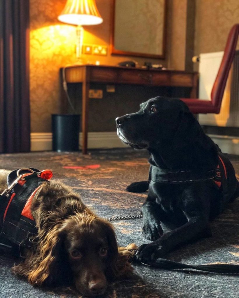 Two dogs in a hotel room, making the most of a dog friendly hotel Inverness. 