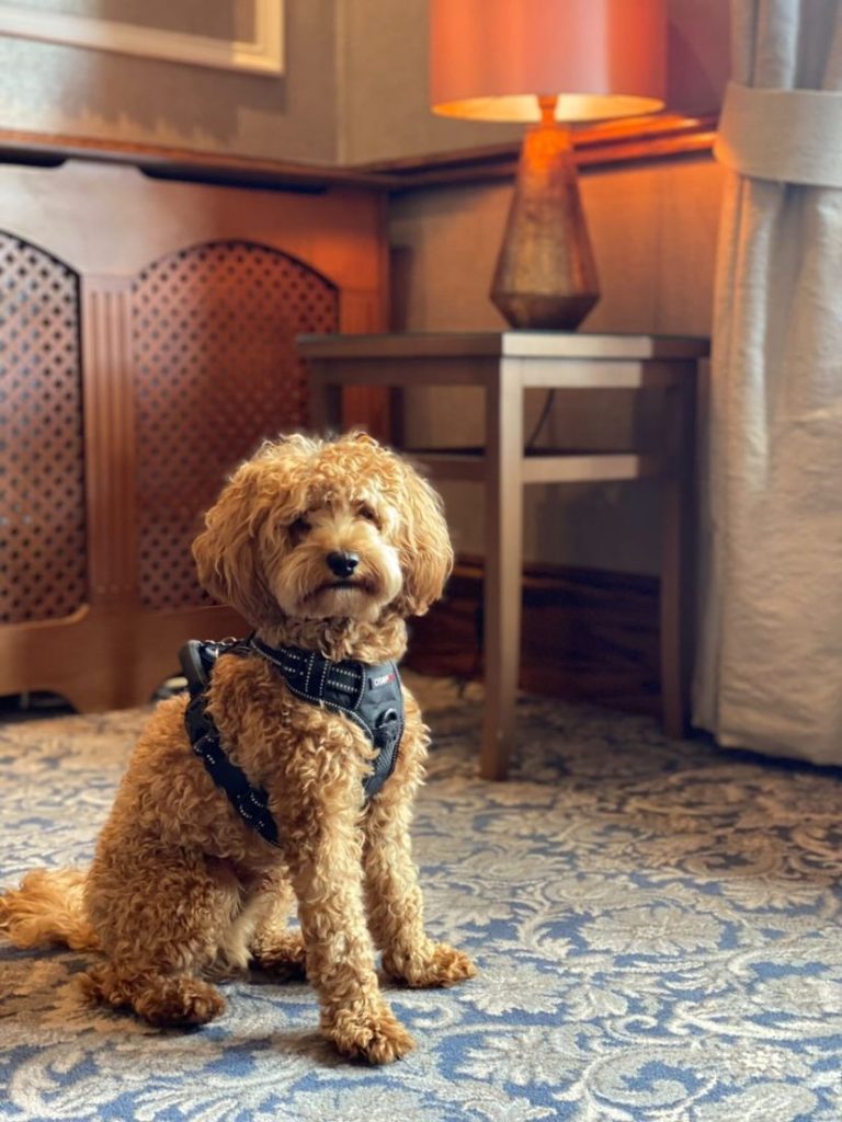 A beautiful dog looks at the camera in Kingsmills, a dog friendly hotel Inverness. 