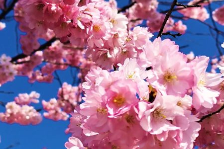 Pink cherry blossom against a blue sky