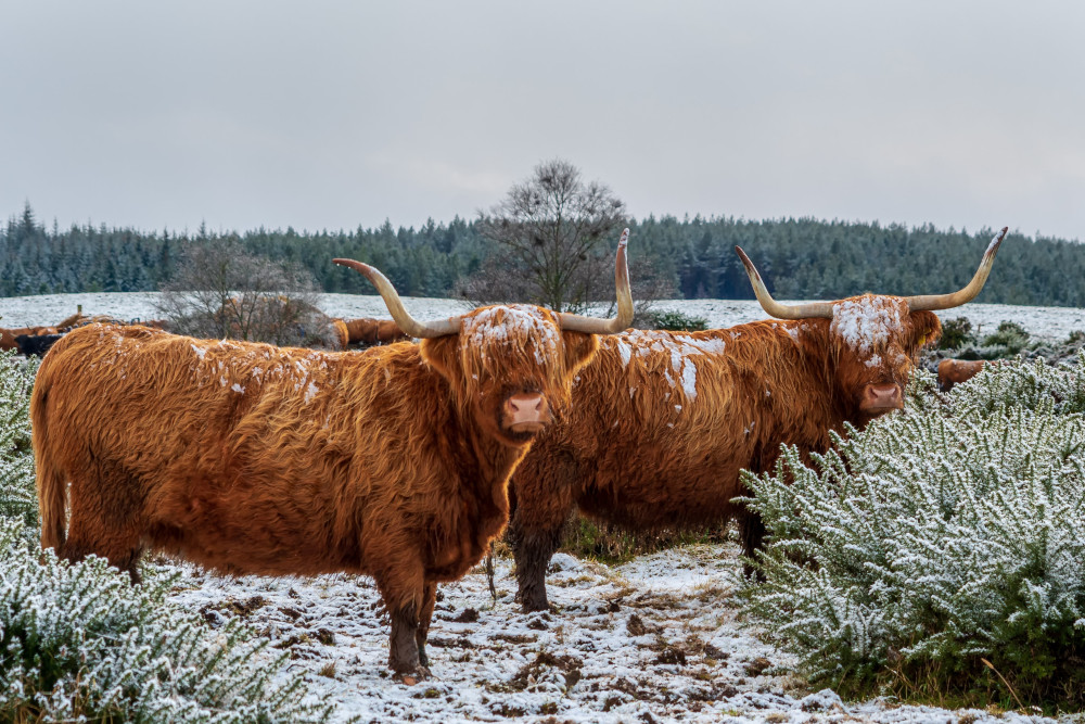 Two Highland cows in the snow
