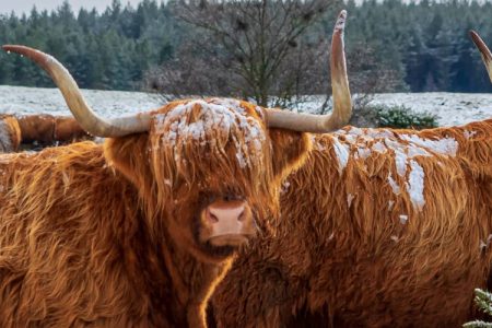 Two Highland cows in the snow