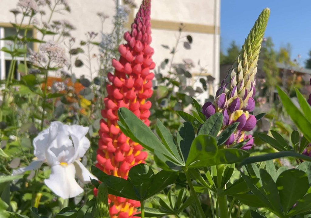 Bright coloured lupins in The Kingsmills Hotel gardens