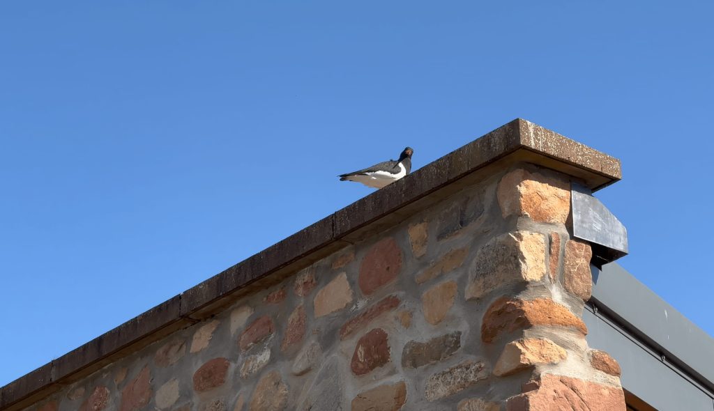 Oyster Catcher on Garden Rooms roof
