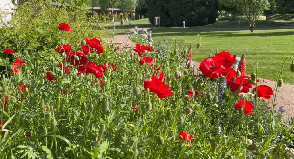 Red Poppies in The Kingsmills Hotel Gardens