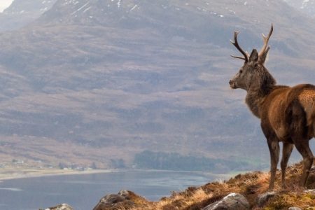 Wild stag overlooking Loch Torridon in the Scottish Highlands
