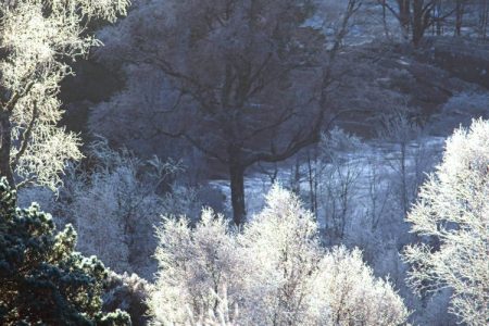 Frosty trees in the winter, Scotland