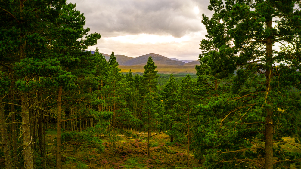 Beautiful view over the Cairngorms National Park.