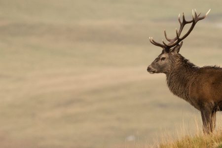 Red deer stag on a hillside overlooking The River Spey near Laggan in Cairngorm National Park, Highland, Scotland.