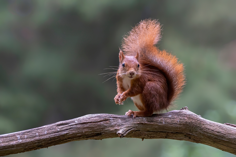 A red squirrel standing on a branch. 