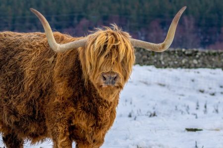 Scottish Highland Cow in the snow.
