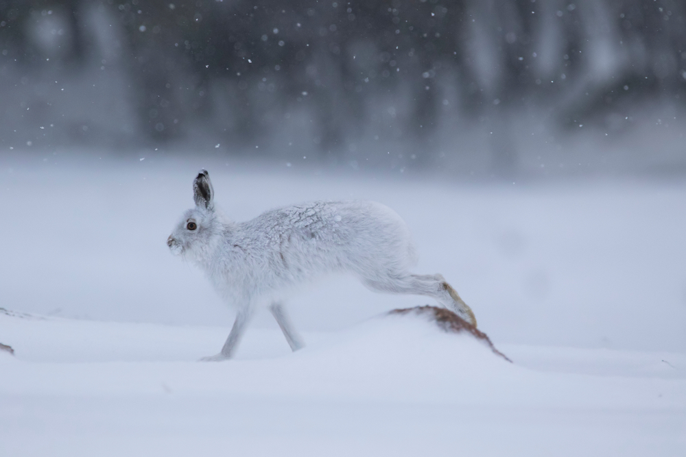 mountain hare, Lepus timidus, walking, running and sat in the snow during a sunny winters day on a slope in the cairngorm national park, scotland