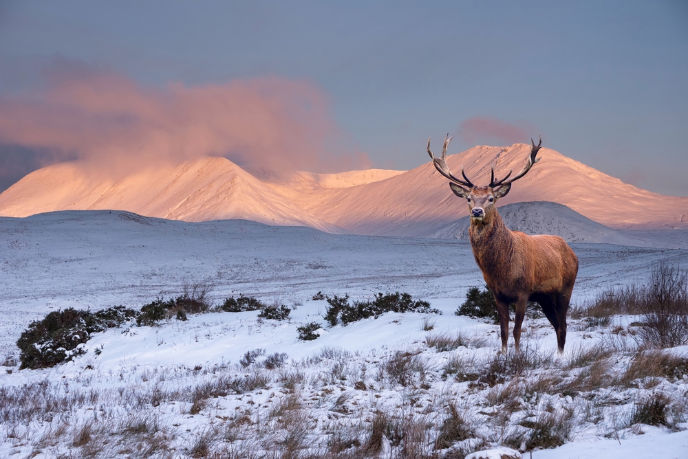 red deer stag in Beautiful Alpen Glow hitting mountain peaks in Scottish Highlands during stunning Winter landscape sunrise.