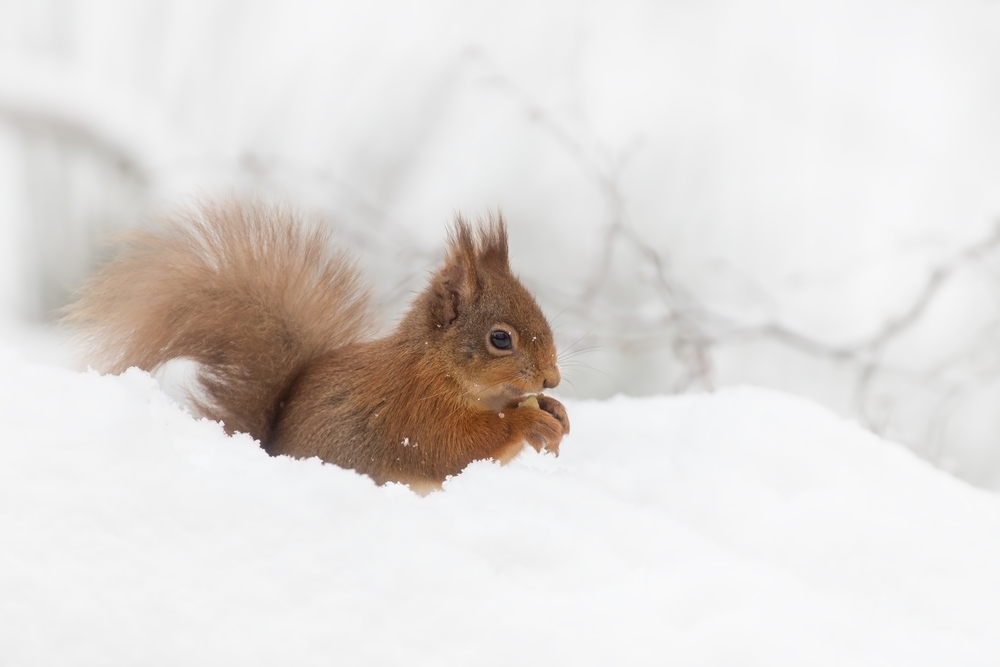 Red Squirrel sitting in the snow eating a nut