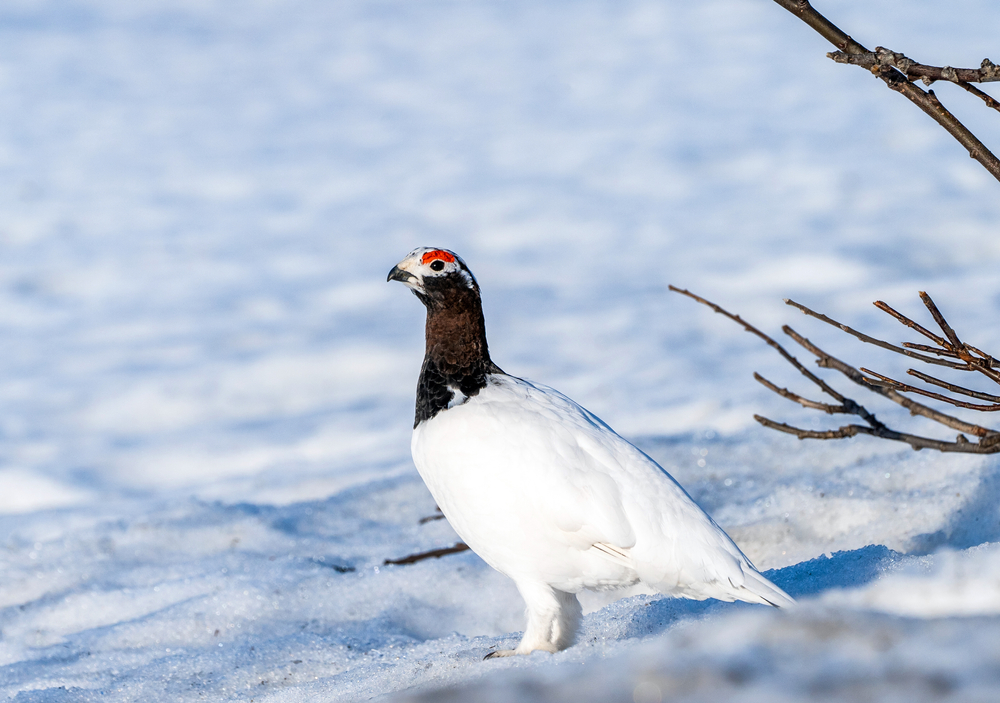 Ptarmigan in winter in a snowy surrounding. 