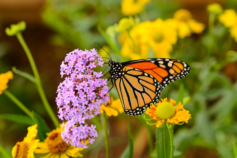 Monarch Butterfly - A monarch butterfly feeding on pink flowers in a Summer garden.