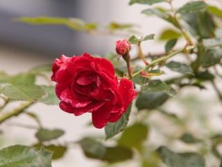 GBV_Kingsclub-Garden-Roses_Web