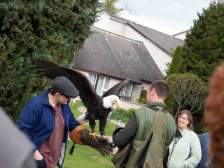 Visit-Experience-Falconry