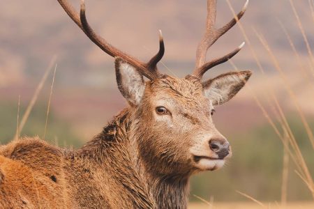 A red deer stag looking at the camera.