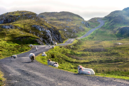 A flock of sheep walks on the mountaintop road for grazing.