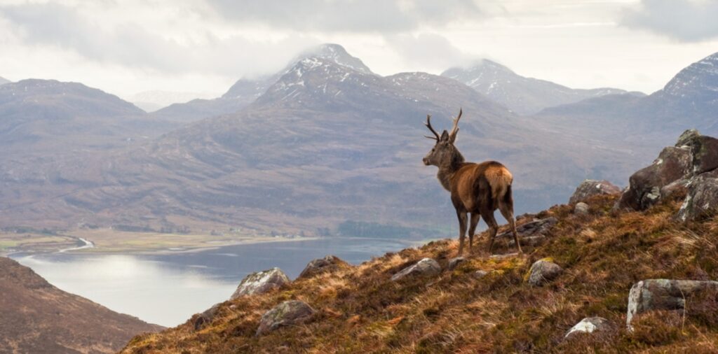 A stag standing in the Highlands with a stunning backdrop of the glens in winter.