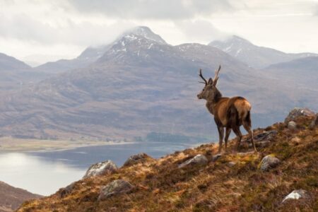 A stag standing in the Highlands with a stunning backdrop of the glens in winter.