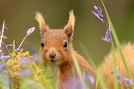 A red squirrel peeping through the grass and flowers